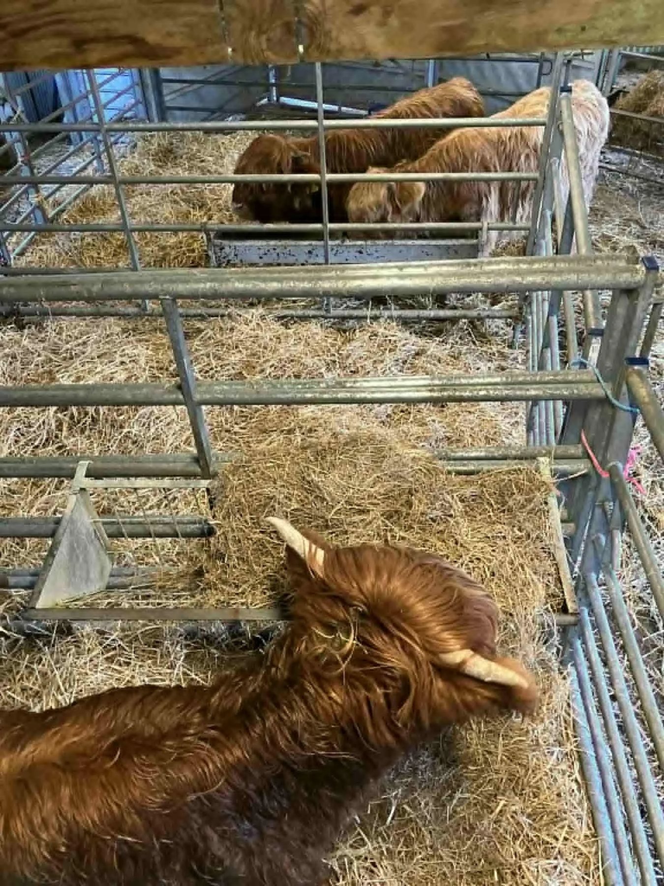Weaned heifer calves resting on straw in the farm shed