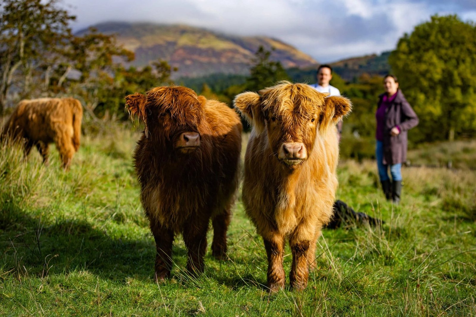 Two Highland calves in the field at Achinreir Farm with the hills above Loch Creran behind them