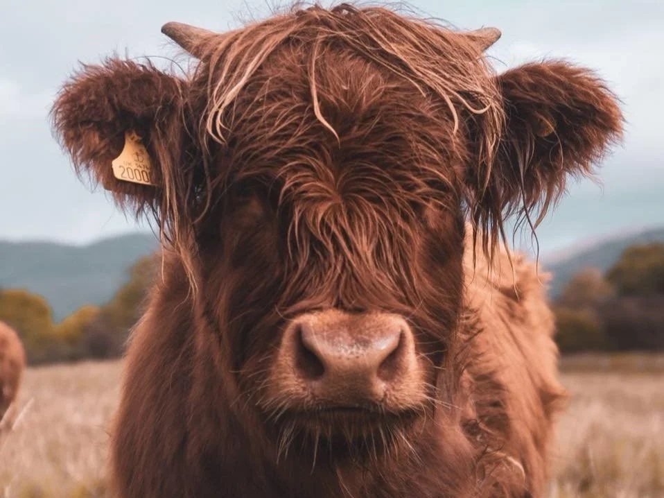Portrait of a Highland calf with a long fringe and an ear tag