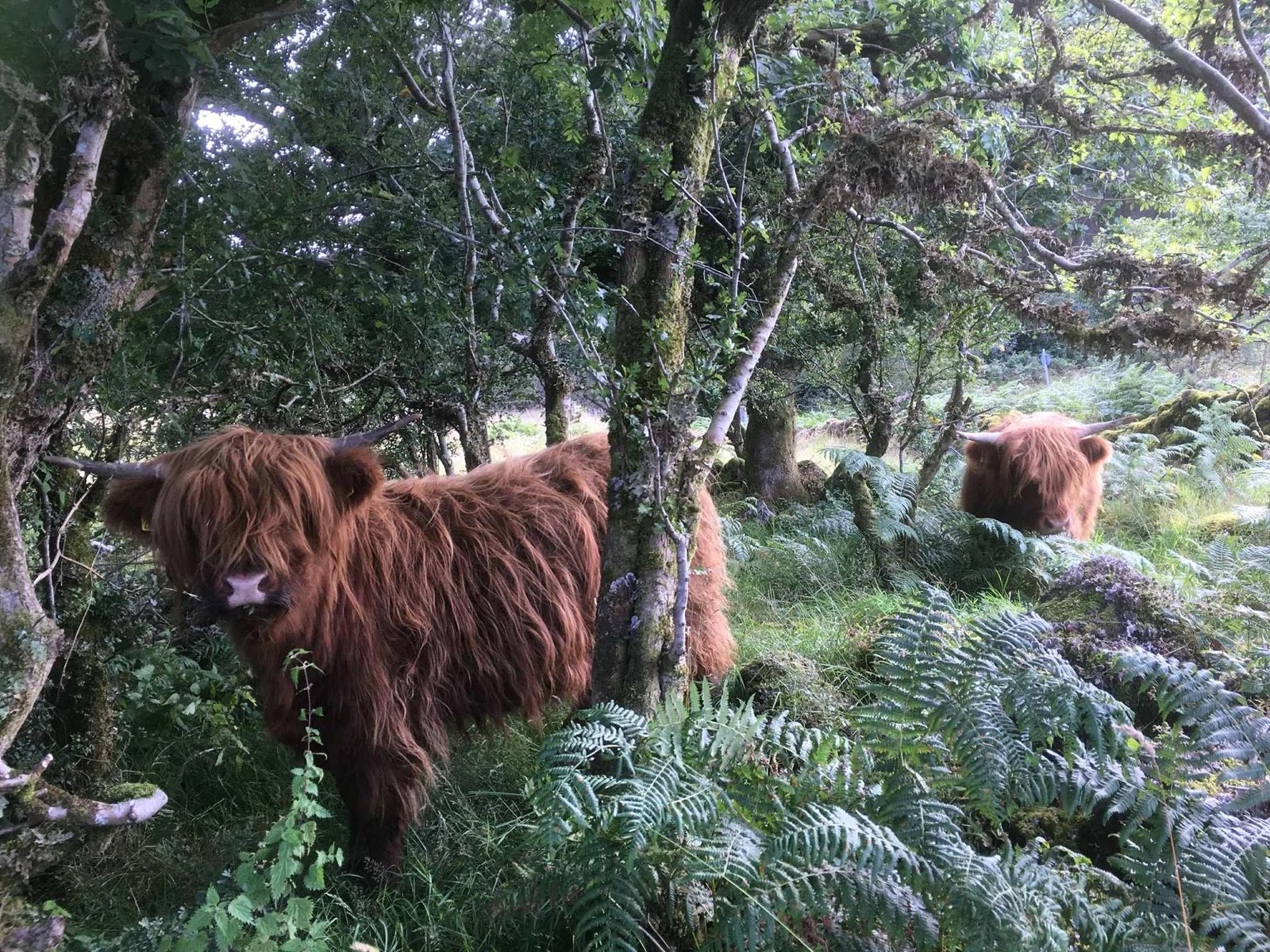 A Highland cow standing among ferns and trees in the farm woodland
