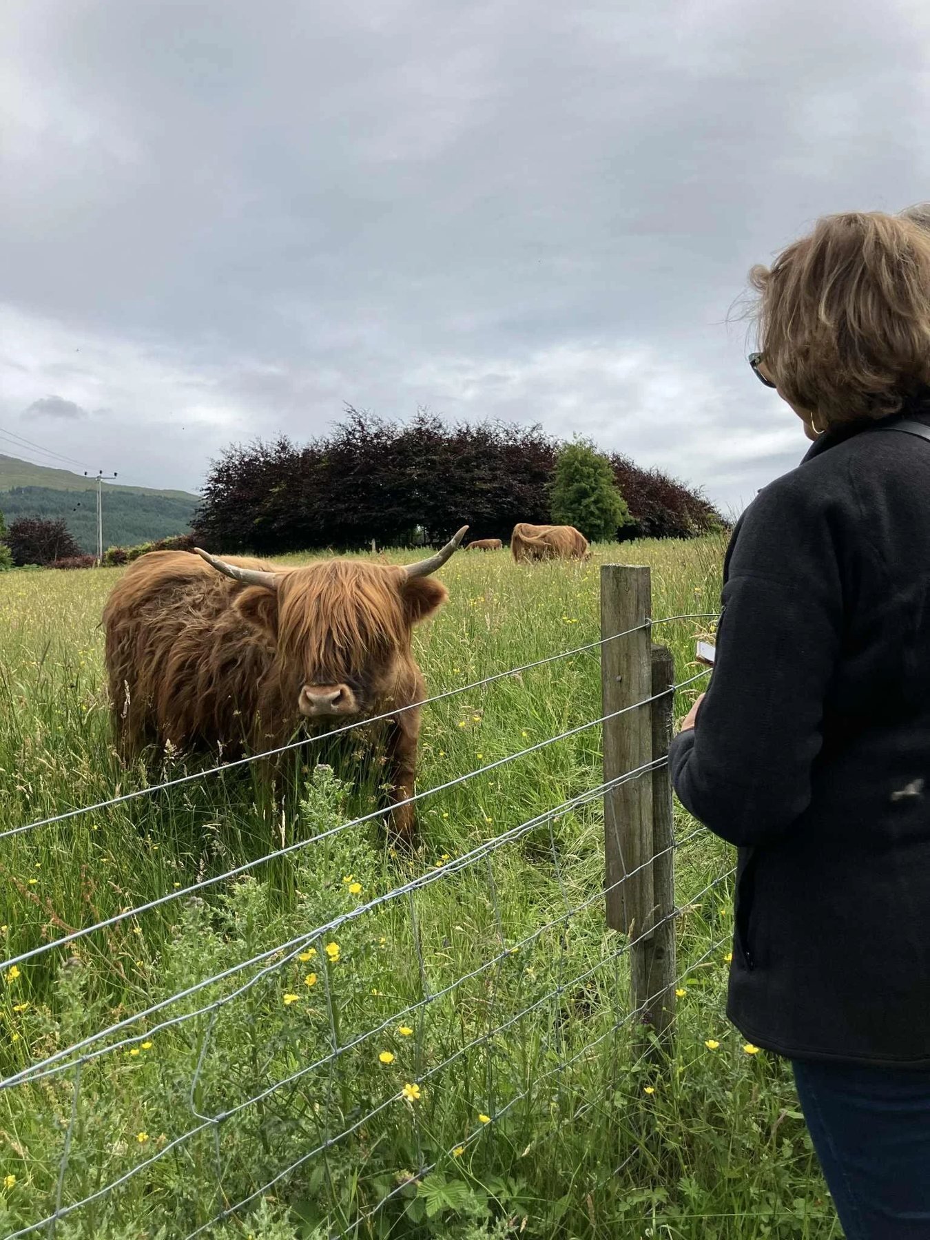 A guest at the fence watching a Highland cow in the field on the Meet the Cows experience