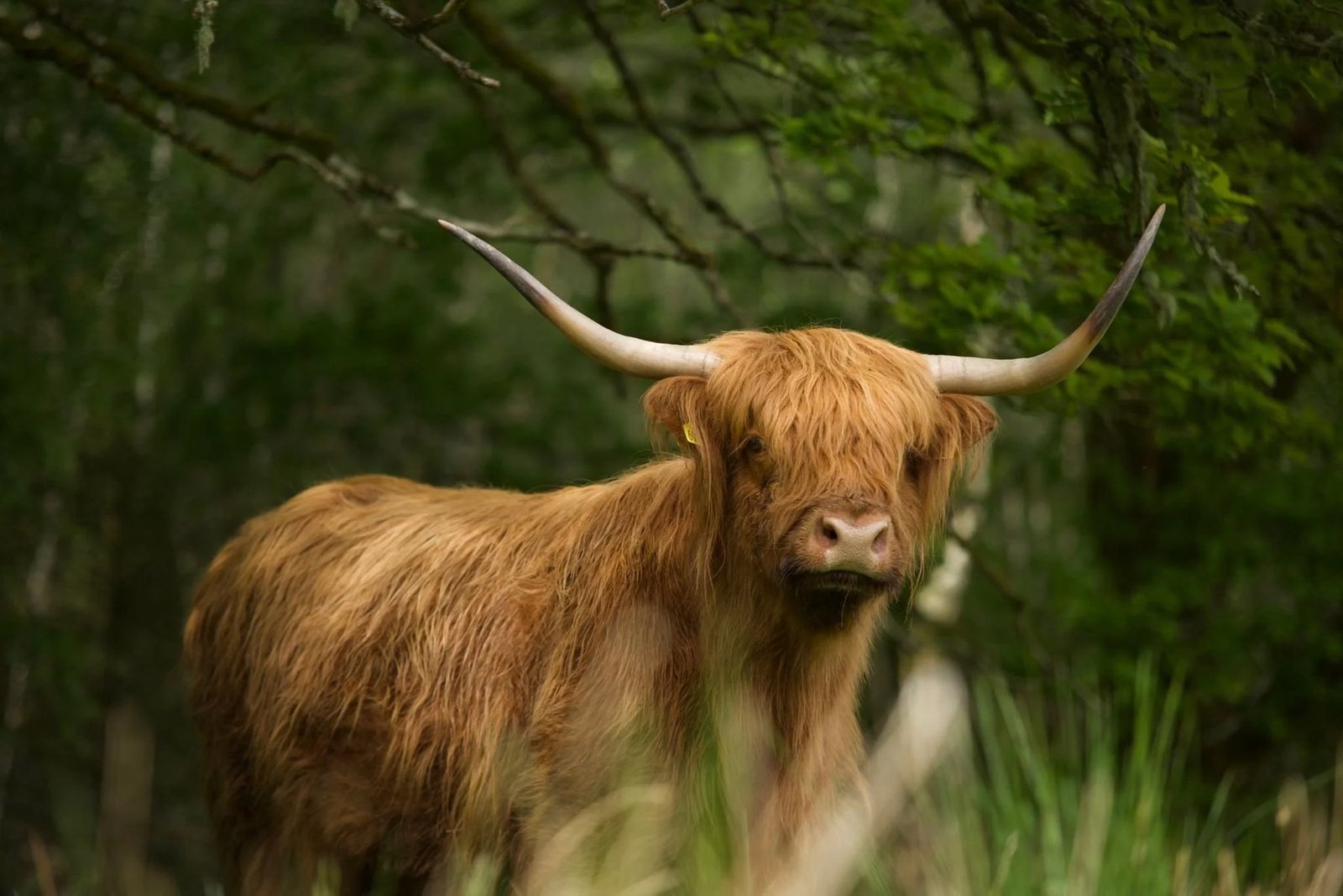 A horned Highland cow looking out from the trees on the Whispering Cow Walk