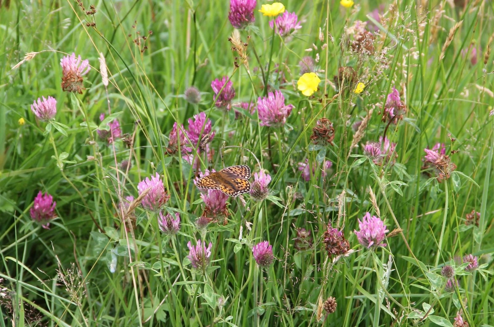 Pink clover and wildflowers in the permanent pasture with a butterfly resting on a flower